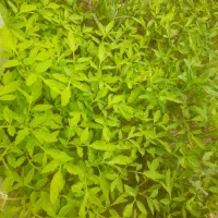 نشاع گوجه