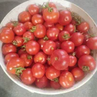 گورجه ریز محلی