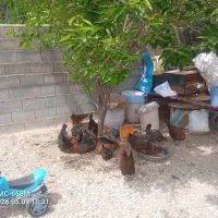 مرغ وخروس محلی