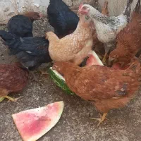 نیمچه مرغ سالم و سرحال