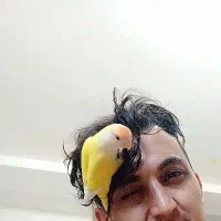 عروس هلندی و طوطی برزیلی