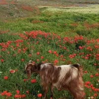 بزغاله و بره درجه یک