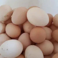 تخ مرغ خوراکی تازه