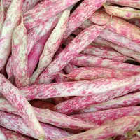 لوبیا سرخ پیله