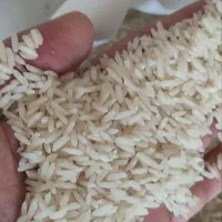 برنج طارم کشت دوم اعیونی