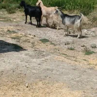 ۳ راس بز تیربز جوان چاقق کشتاری و داشتی