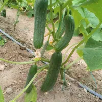 خدمات کامل باغبانی پیوند سمپاشی منازل۲۴ ساعته