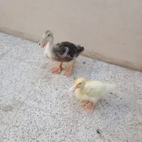 موجود زنده|پرنده|نیشابور, بنیاد شهید|دیوار