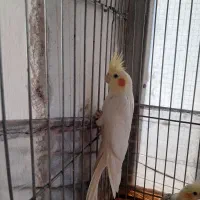 عروس هلندی