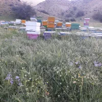 عسل طبیعی