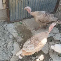 دو عدد بوقلمون