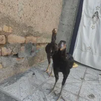 خروس لاری