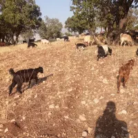 ۲۰ عدد بز هم برای کشت هم داشت