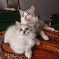 رگدال،بریتیش،اسکاتیش