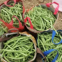 لوبیا سبز درجه 1 امریکایی