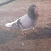 شهری سبز