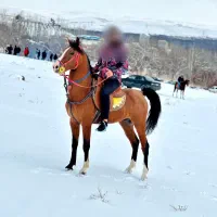 سیلمی تاراج