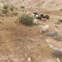 بز و بزغاله