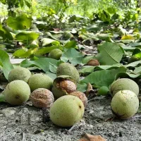 فروش-زمین-دهبکری