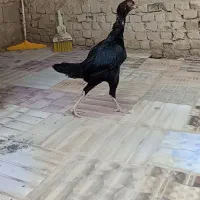 مرغ لاری