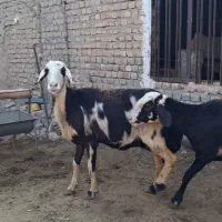میش پلنگی بروجردی پوست گاوی