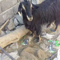 بز آبستن سالم