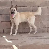 سگ نگهبان باهوش
