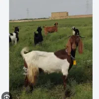 بز افغان با بزغاله خرجخور