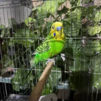 پرنده مرغ عشق