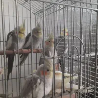طوطی عروس هلندی