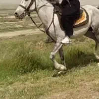 نریان