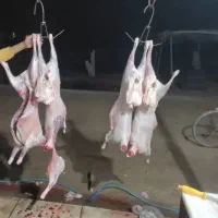 گوسفند و قصاب رایگان