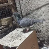 کبوتر تهرانی وپلاکی