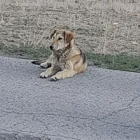 سگ عراقی سرو کله دار