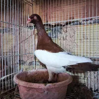 دنش سرخ نر