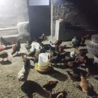مرغ و خروس