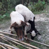 ۳ عدد بره