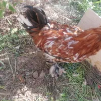 خروس سلطان