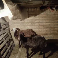 بره نر