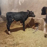 دوراس گوساله