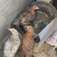 مرغ و خروس