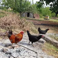 خروس و مرغ محلی اصل