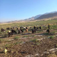40تابی نر و ماده