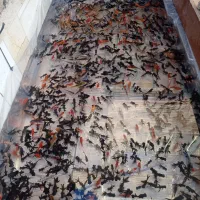 ماهی عمده|ماهی|سنندج, |دیوار