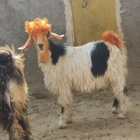 بیگ تخمی روزگاری