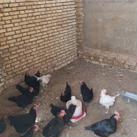 مرغ سیاه تخمگذار