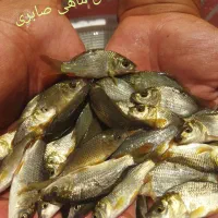 حراج ماهی اصلاح نژاد شده 50٪تخفیف در اصفهان
