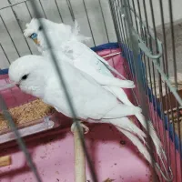 مرغ عشق اصیل و کمیاب