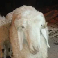 شیشک