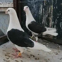 کبوتر پرشی فروشی